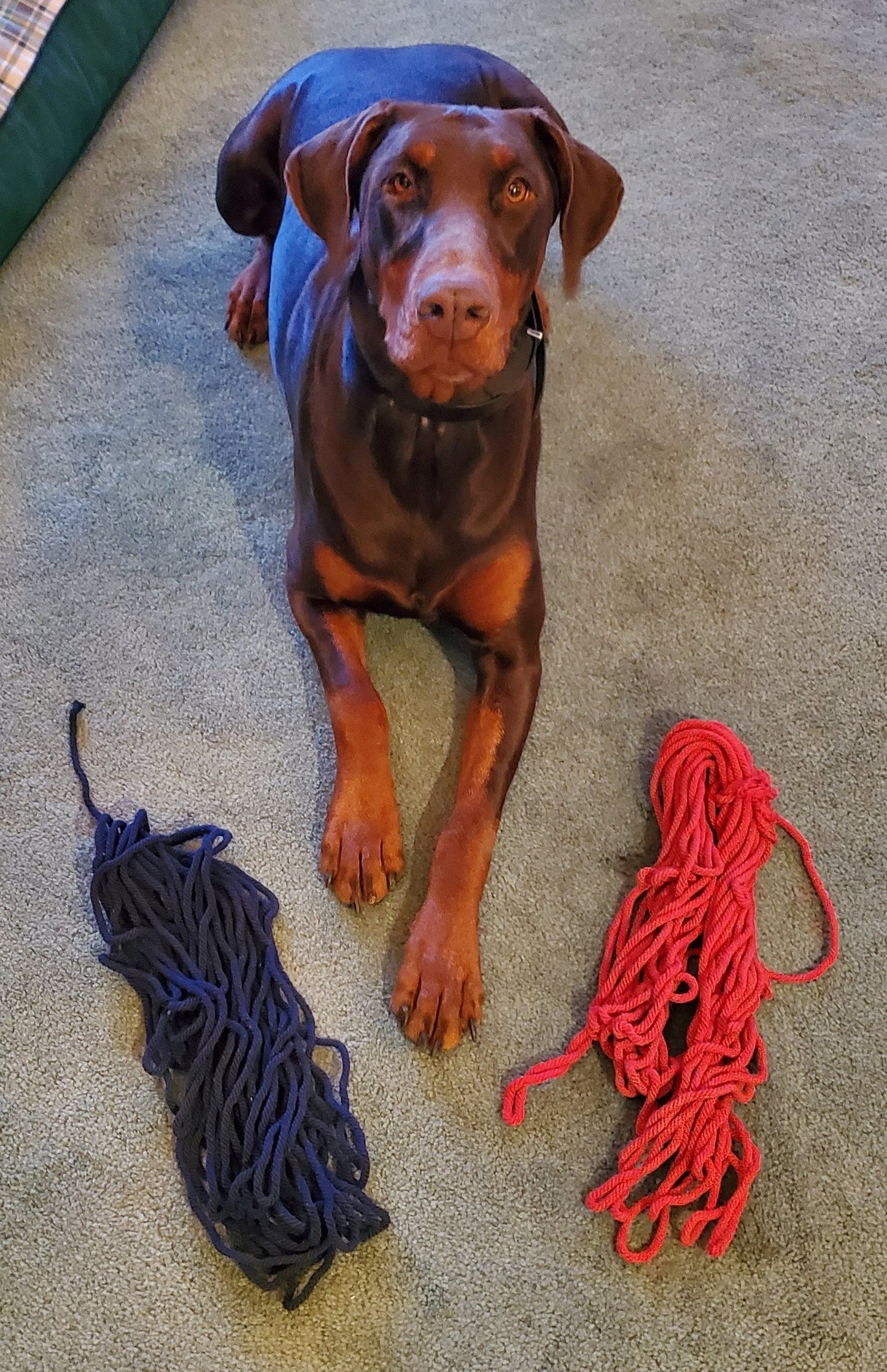 Jav Cord